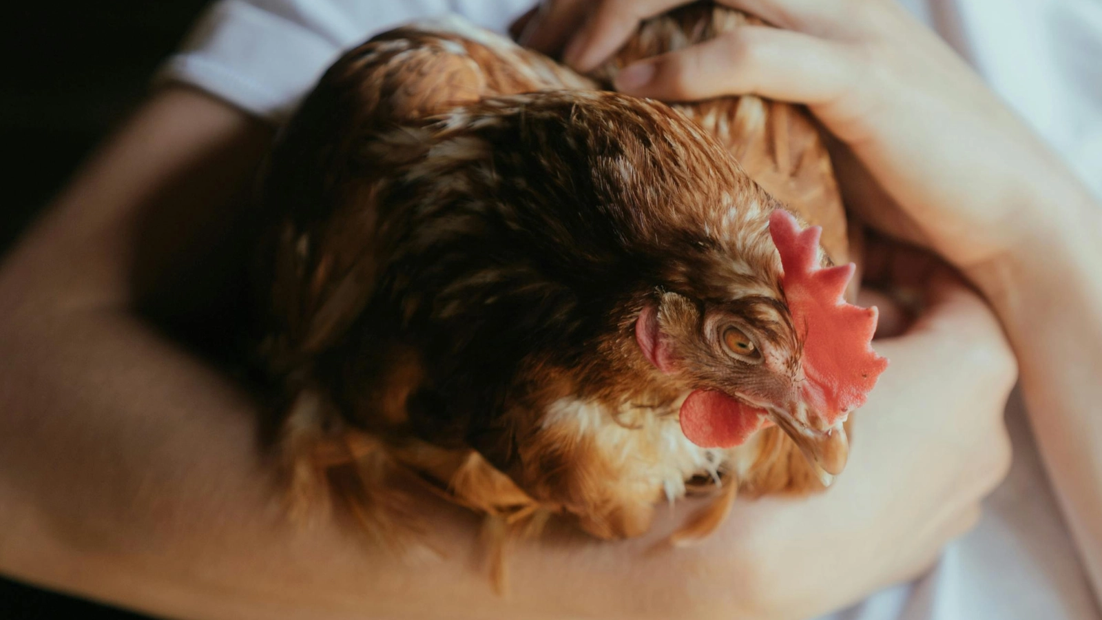 Backyard chicken health check and first aid Australia