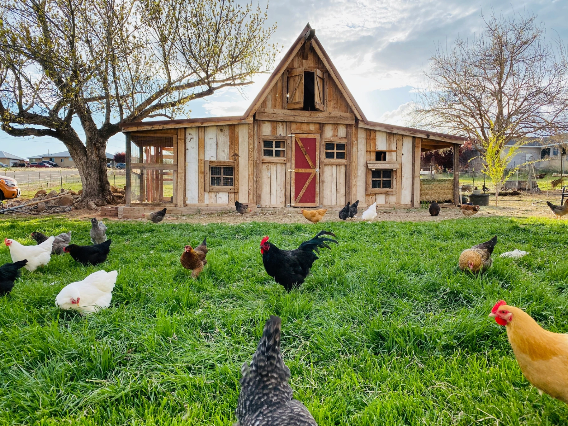 Australian Australorp chicken in a backyard setting