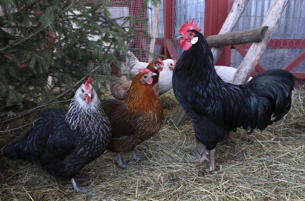 cock, chicken, chicken coop-4938110.jpg