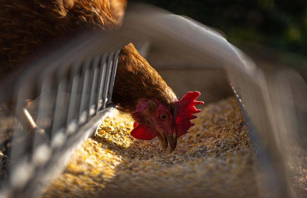 hen, chicken, nature-5642953.jpg